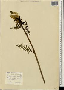 Pedicularis sibthorpii Boiss., Caucasus, Stavropol Krai, Karachay-Cherkessia & Kabardino-Balkaria (K1b) (Russia)