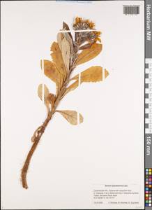 Jacobaea pseudoarnica (Less.) Zuev, Siberia, Russian Far East (S6) (Russia)