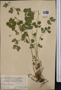 Medicago platycarpos (L.) Trautv., Middle Asia, Dzungarian Alatau & Tarbagatai (M5) (Kazakhstan)