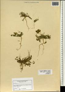 Erodium, South Asia, South Asia (Asia outside ex-Soviet states and Mongolia) (ASIA) (Syria)