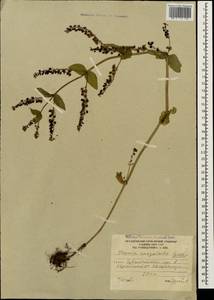 Veronica anagalloides Guss., Caucasus, South Ossetia (K4b) (South Ossetia)