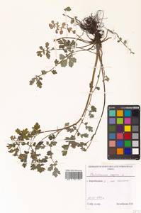 Chelidonium majus L., Siberia, Russian Far East (S6) (Russia)