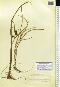 Sparganium angustifolium Michx., Eastern Europe, North-Western region (E2) (Russia)