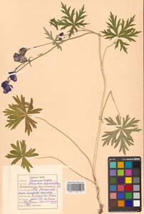 Aconitum delphinifolium DC., Siberia, Russian Far East (S6) (Russia)