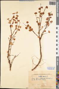 Betula nana L., Eastern Europe, Northern region (E1) (Russia)