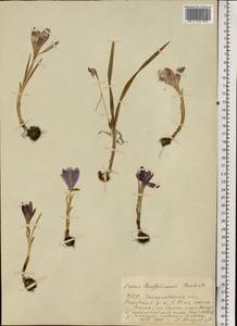 Crocus heuffelianus Herb., Eastern Europe, West Ukrainian region (E13) (Ukraine)