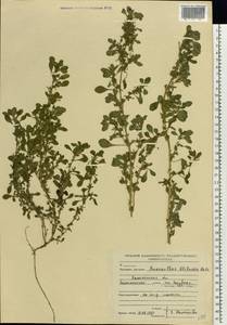 Amaranthus blitoides S. Watson, Eastern Europe, North-Western region (E2) (Russia)
