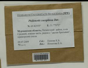 Philonotis caespitosa Jur., Bryophytes, Bryophytes - Karelia, Leningrad & Murmansk Oblasts (B4) (Russia)