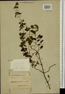 Clinopodium umbrosum (M.Bieb.) K.Koch, Caucasus, Black Sea Shore (from Novorossiysk to Adler) (K3) (Russia)
