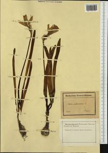 Narcissus pseudonarcissus L., Western Europe (EUR) (France)