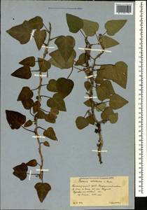 Hedera colchica (K. Koch) K. Koch, Caucasus, Krasnodar Krai & Adygea (K1a) (Russia)