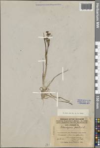 Scheuchzeria palustris L., Eastern Europe, Northern region (E1) (Russia)