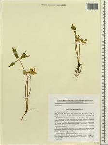 Viola dactyloides Roem. & Schult., Siberia, Russian Far East (S6) (Russia)