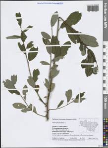Salix phylicifolia L., Eastern Europe, Central region (E4) (Russia)