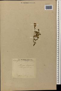Astragalus lineatus Lam., Caucasus, Turkish Caucasus (NE Turkey) (K7) (Turkey)
