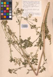 Conium maculatum L., Eastern Europe, Lower Volga region (E9) (Russia)
