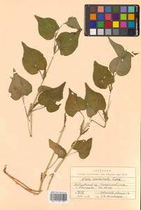 Viola acuminata Ledeb., Siberia, Russian Far East (S6) (Russia)