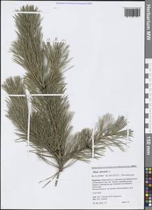 Pinus sylvestris L., Siberia, Baikal & Transbaikal region (S4) (Russia)