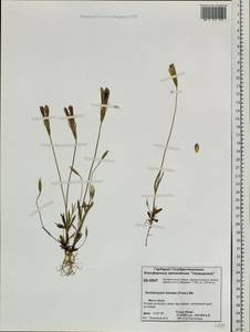 Gentianopsis barbata (Froel.) Ma, Siberia, Central Siberia (S3) (Russia)
