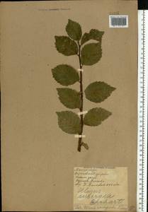 Ulmus minor subsp. minor, Eastern Europe, North Ukrainian region (E11) (Ukraine)