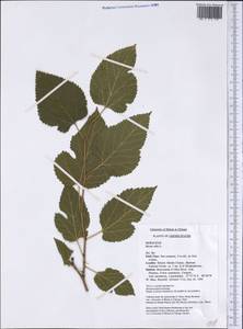 Morus alba L., America (AMER) (United States)