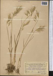 Bromus oxyodon Schrenk, Middle Asia, Western Tian Shan & Karatau (M3) (Kazakhstan)