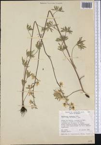 Delphinium carolinianum subsp. virescens (Nutt.) R. E. Brooks, America (AMER) (United States)