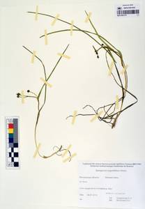 MAG 0003178, Sparganium angustifolium Michx., Siberia, Chukotka & Kamchatka (S7) (Russia)