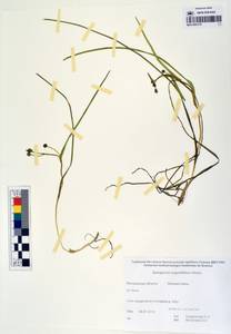 MAG 0003178, Sparganium angustifolium Michx., Siberia, Chukotka & Kamchatka (S7) (Russia)