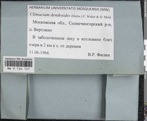 Climacium dendroides (Hedw.) F. Weber & D. Mohr, Bryophytes, Bryophytes - Moscow City & Moscow Oblast (B6a) (Russia)