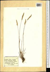 Koeleria pyramidata (Lam.) P.Beauv., Caucasus, Stavropol Krai, Karachay-Cherkessia & Kabardino-Balkaria (K1b) (Russia)