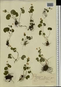 Viola biflora L., Eastern Europe, West Ukrainian region (E13) (Ukraine)