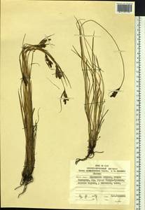 Carex eleusinoides Turcz. ex Kunth, Siberia, Russian Far East (S6) (Russia)