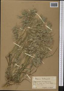 Bromus tectorum L., Middle Asia, Karakum (M6) (Turkmenistan)
