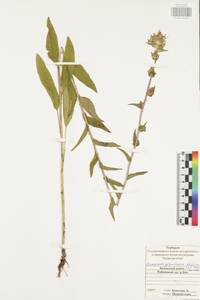 Campanula glomerata L., Eastern Europe, Central region (E4) (Russia)