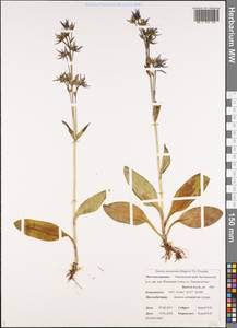 Swertia perennis subsp. stenopetala (Regel & Til.) Worosch., Siberia, Chukotka & Kamchatka (S7) (Russia)
