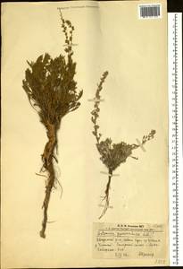 Artemisia pycnorhiza Ledeb., Siberia, Altai & Sayany Mountains (S2) (Russia)