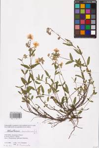 Helianthemum nummularium (L.) Mill., Eastern Europe, West Ukrainian region (E13) (Ukraine)