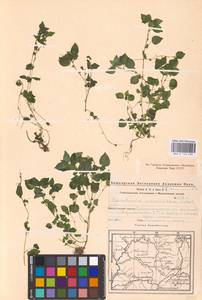 Parietaria micrantha Ledeb., Eastern Europe, Eastern region (E10) (Russia)