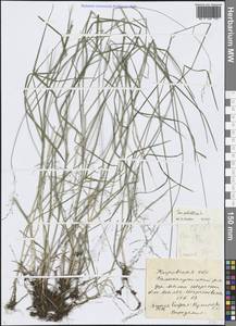 Poa palustris L., Eastern Europe, Volga-Kama region (E7) (Russia)