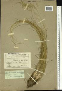 Helictotrichon desertorum (Less.) Pilg., Siberia, Altai & Sayany Mountains (S2) (Russia)