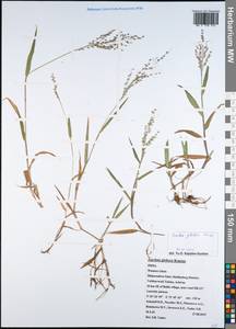 Isachne globosa (Thunb.) Kuntze, South Asia, South Asia (Asia outside ex-Soviet states and Mongolia) (ASIA) (India)