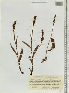 Platanthera tipuloides (L.f.) Lindl., Siberia, Yakutia (S5) (Russia)