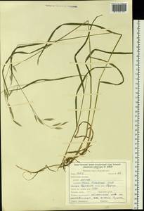 Bromus pumpellianus Scribn., Siberia, Baikal & Transbaikal region (S4) (Russia)
