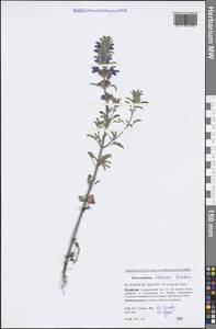 Dracocephalum olchonense Peschkova, Siberia, Baikal & Transbaikal region (S4) (Russia)