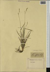 Eragrostis aspera (Jacq.) Nees, Western Europe (EUR) (Not classified)