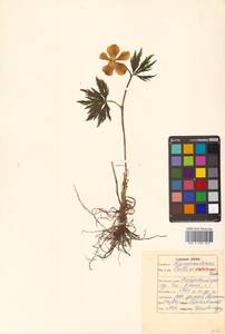 Trollius riederianus Fisch. & C. A. Mey., Siberia, Russian Far East (S6) (Russia)