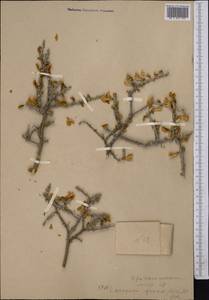 Caragana grandiflora (M.Bieb.)DC., Middle Asia, Western Tian Shan & Karatau (M3)