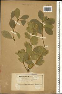 Euonymus japonicus Thunb., Caucasus, Black Sea Shore (from Novorossiysk to Adler) (K3) (Russia)