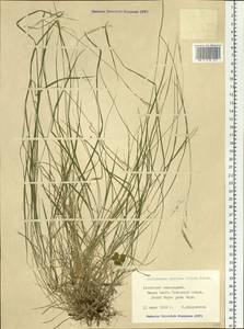 Schizachne purpurascens subsp. callosa (Turcz. ex Griseb.) T.Koyama & Kawano, Siberia, Altai & Sayany Mountains (S2) (Russia)